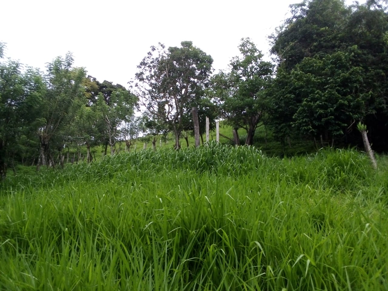 Lot of 15.320 m2 (3.78 Acre) with a private well in Parcelas de Quebrada Azul 