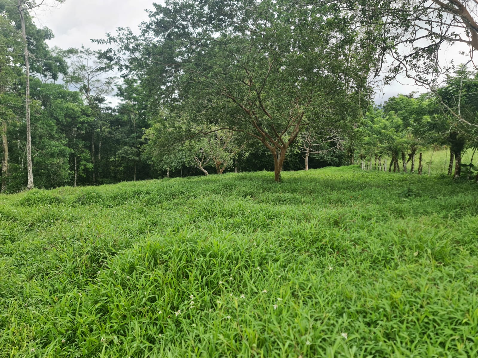 10,500 M2 (2.59 Acres) Lot with a Creek in Río Celeste