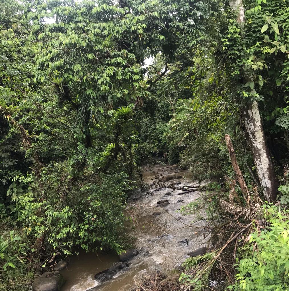 Incredible 9 Hectare Farm w/ Water Galore, Rivers, Springs & Creeks