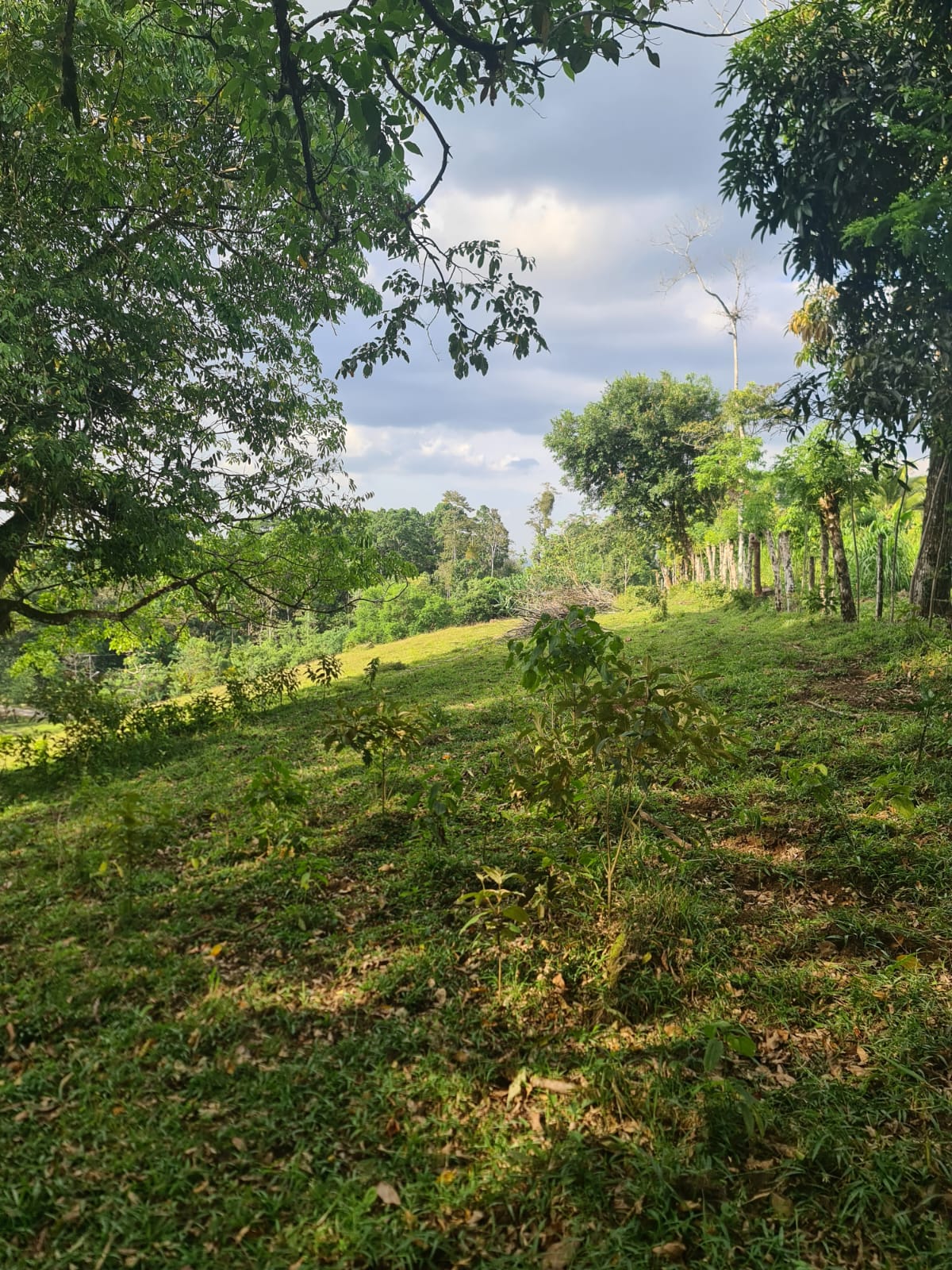 Gorgeous 50,372 m2 (12,4 acre) Farm In Cabanga, Guatuso