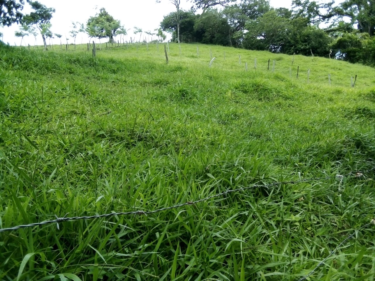 Lot of 15.320 m2 (3.78 Acre) with a private well in Parcelas de Quebrada Azul 