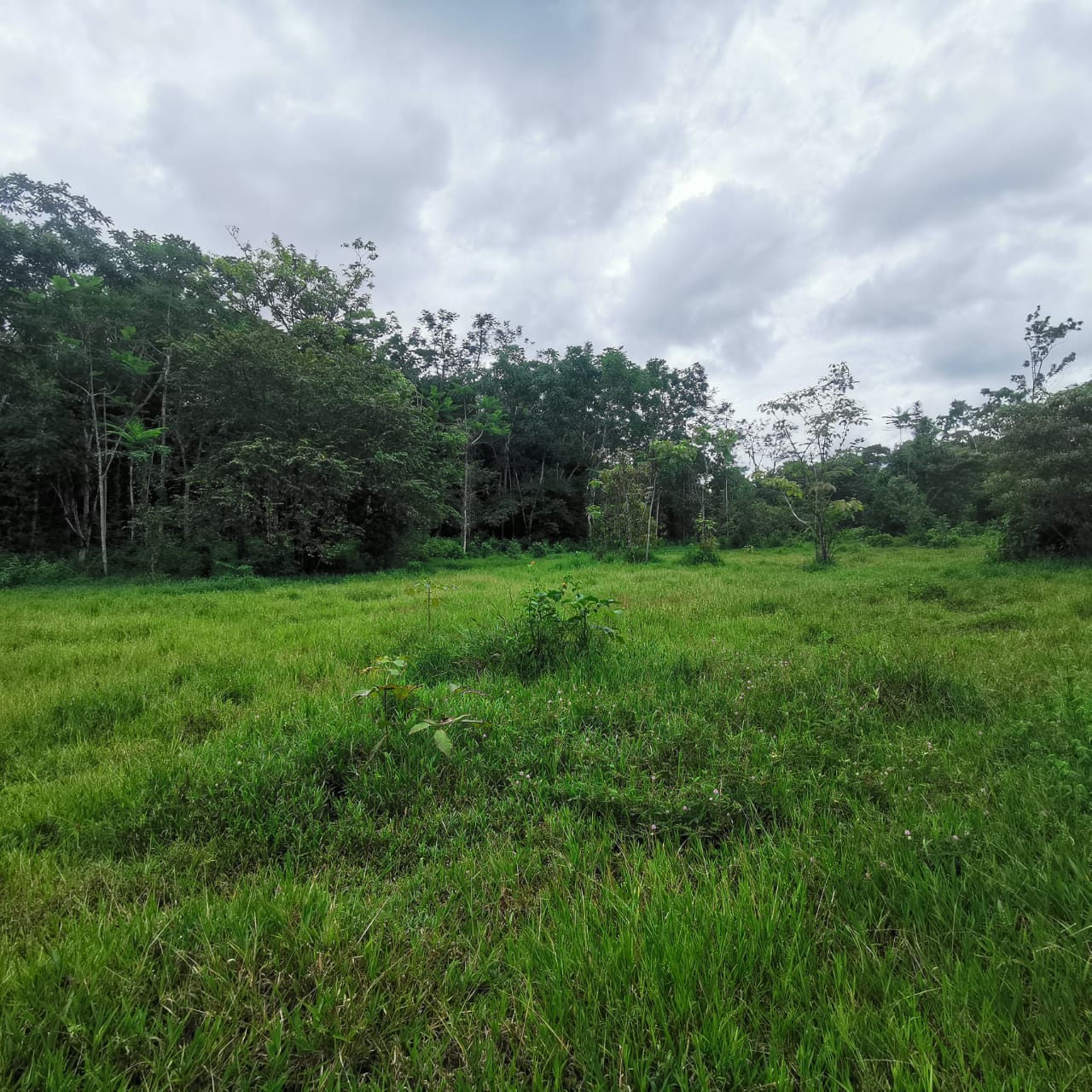 7.1-Hectare Lot w/ Private Well & Development Potential in Upala
