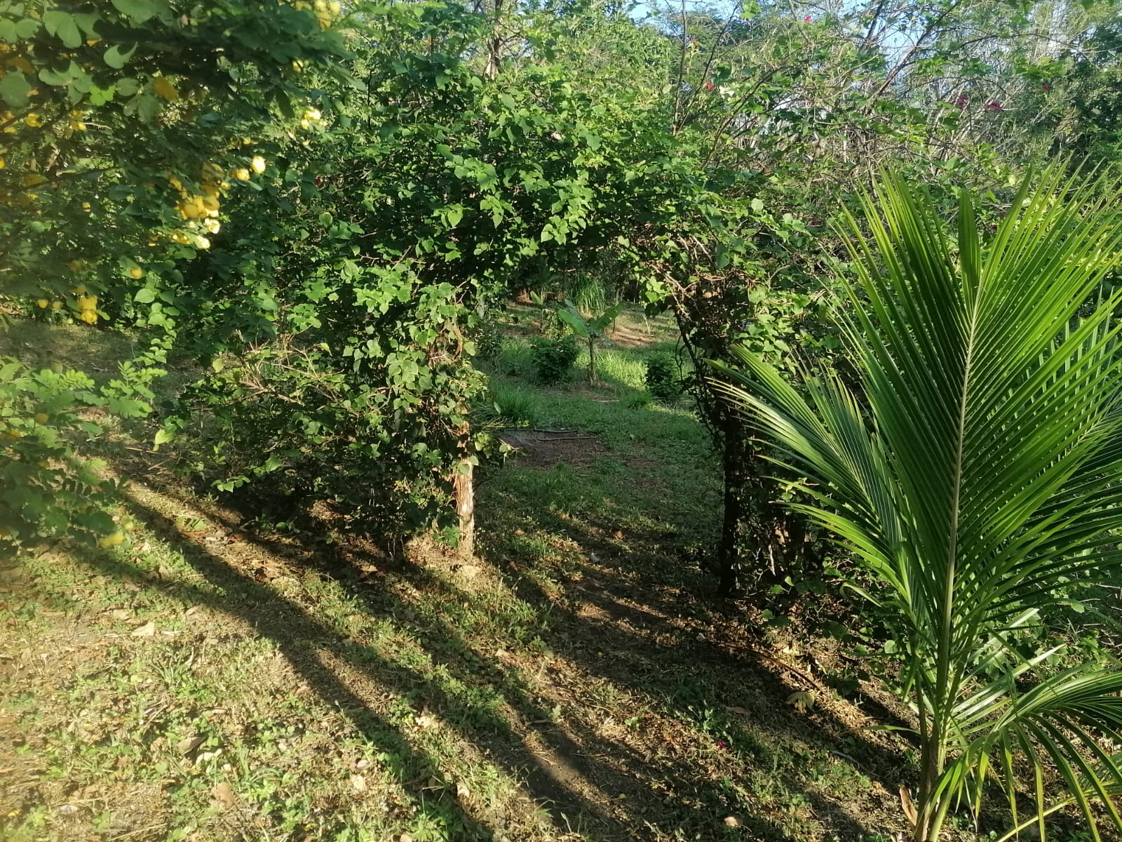 Nature Lover: 5,121 m2 Lot with Mountain Views and Lush Fruit Orchard