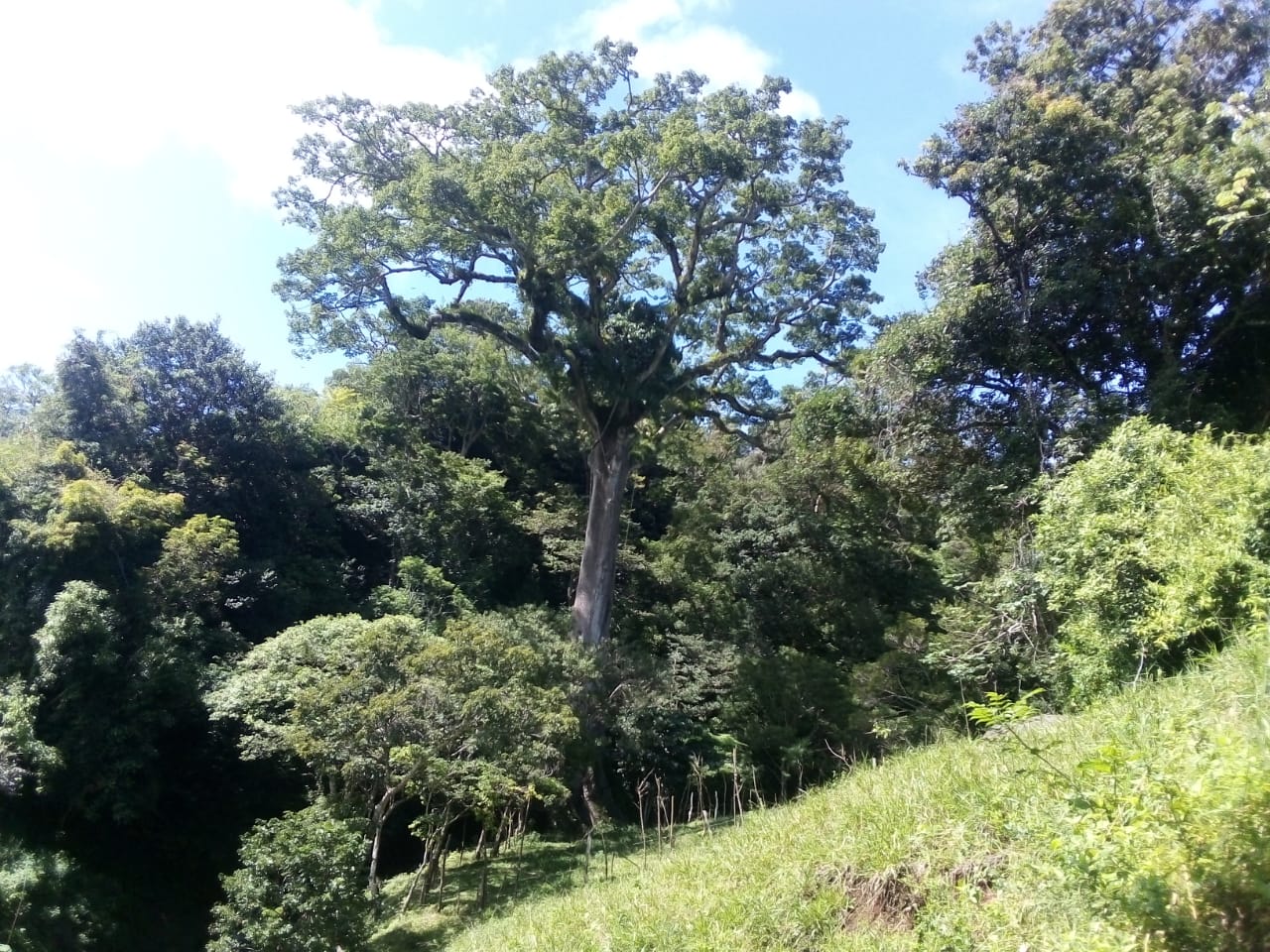 Lot of 15.320 m2 (3.78 Acre) with a private well in Parcelas de Quebrada Azul 