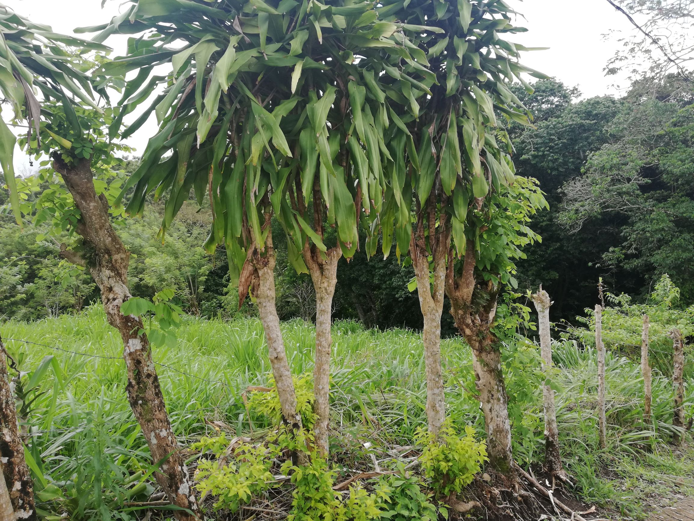 READY TO BUILD! 2,670m2 Parcel near Downtown Tronadora 