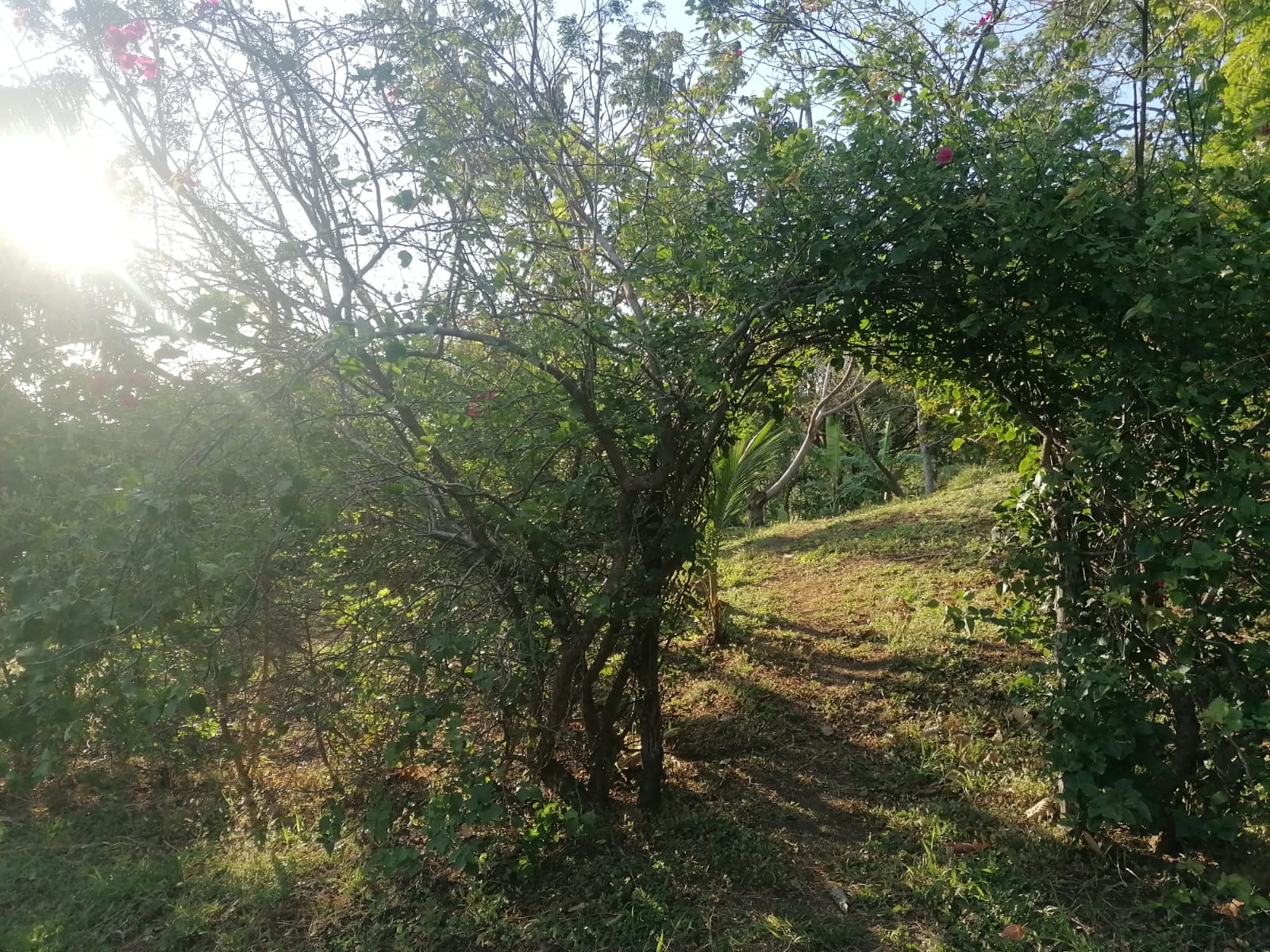 Nature Lover: 5,121 m2 Lot with Mountain Views and Lush Fruit Orchard