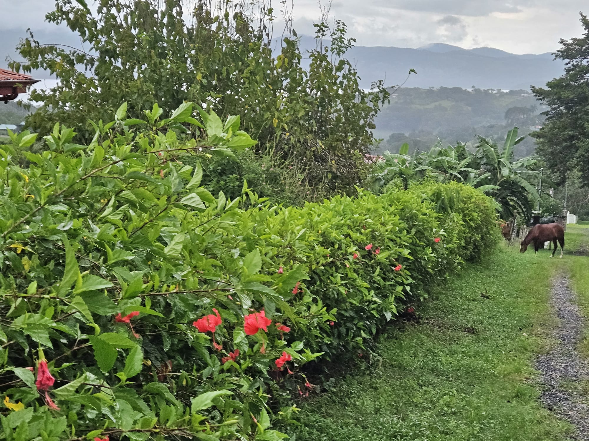 8,737 M2 (2.15 Acre) Lot with View  of Lake Arenal in Tronadora