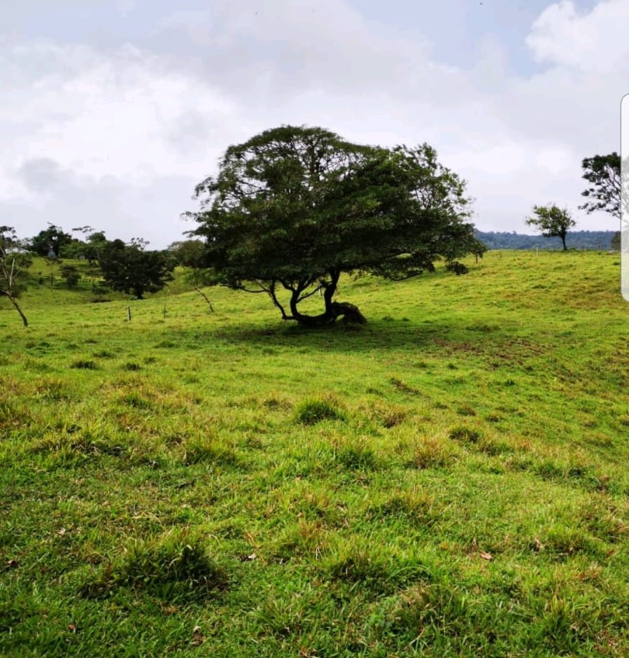 Incredible 9 Hectare Farm w/ Water Galore, Rivers, Springs & Creeks