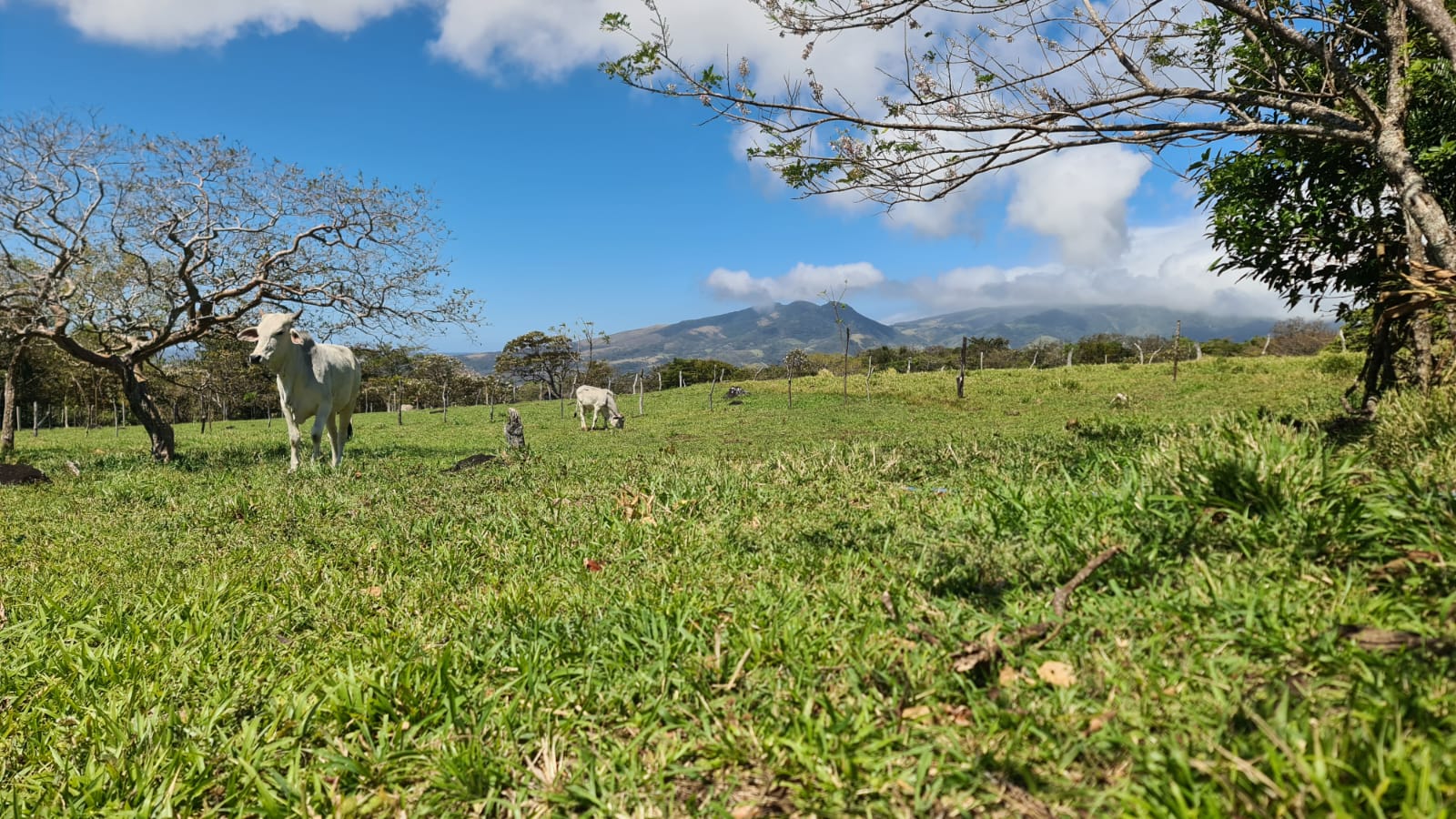 10,000 M2 (2.47 Acre) Lot with Volcano View in Nueva Guatemala