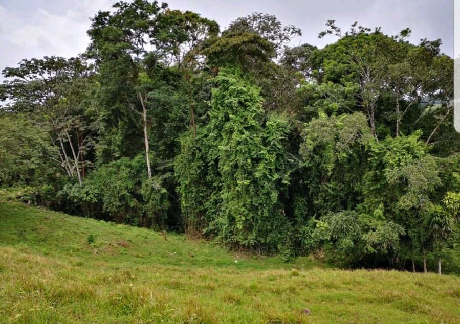 Incredible 9 Hectare Farm w/ Water Galore, Rivers, Springs & Creeks