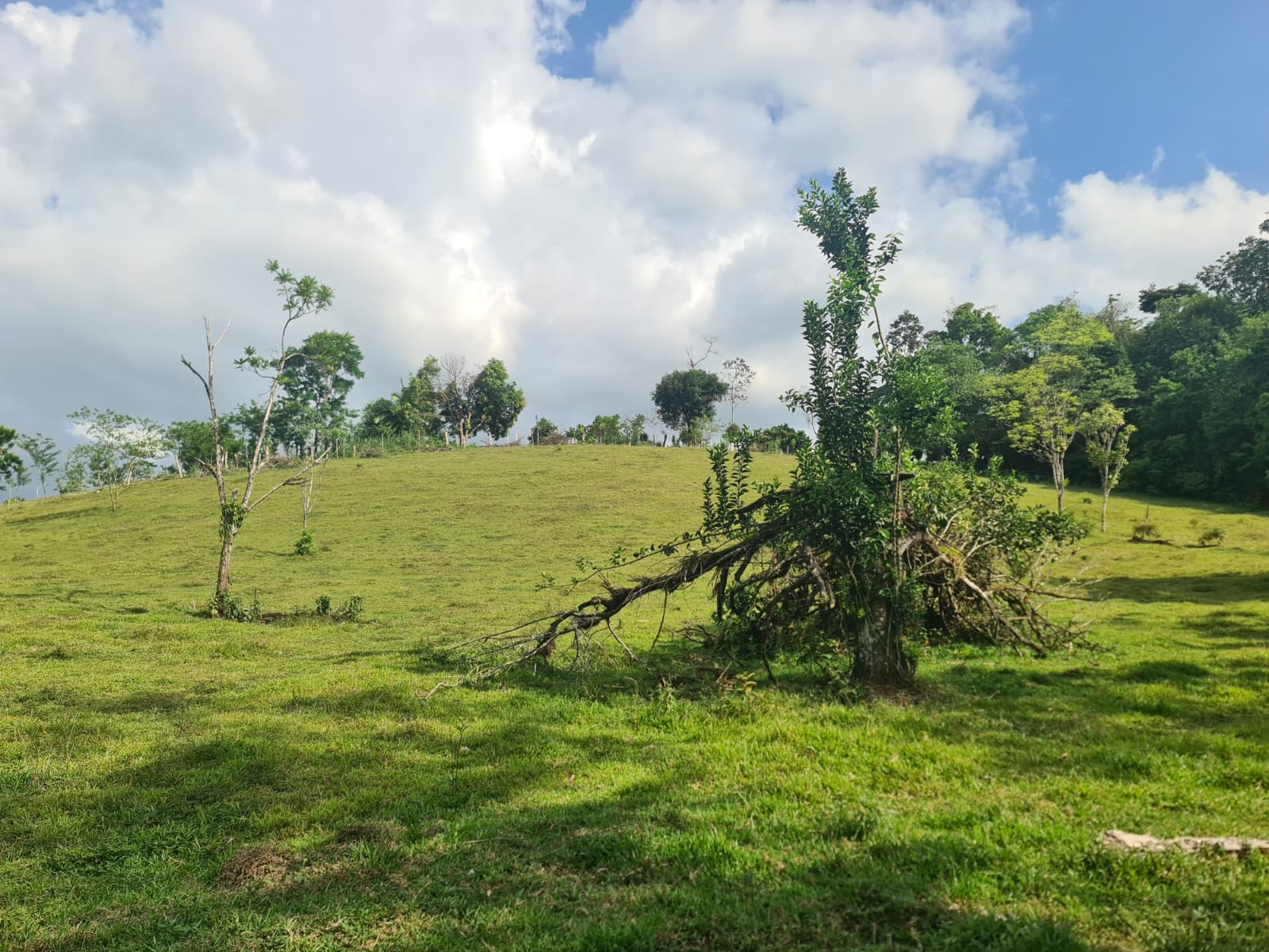 Gorgeous 50,372 m2 (12,4 acre) Farm In Cabanga, Guatuso