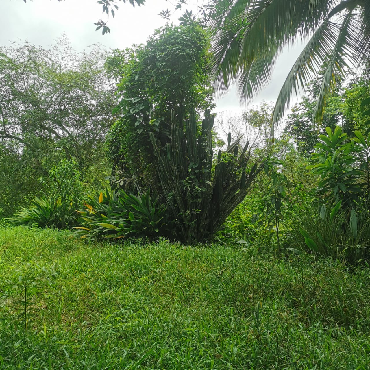 7.1-Hectare Lot w/ Private Well & Development Potential in Upala