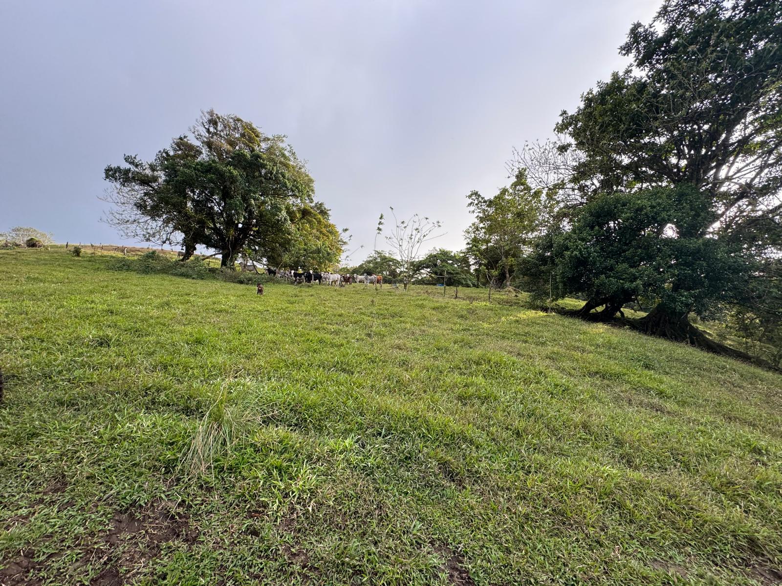 Expansive Self-Sufficient Farm Overlooking Lake Arenal in Nuevo Arenal