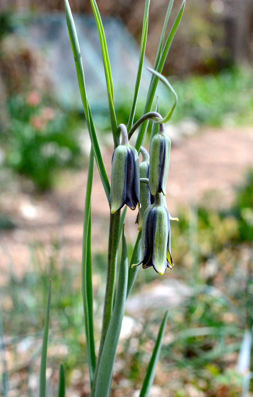 Fritillaria Elwesii
