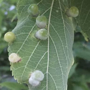 hackberry nipple gall