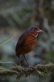 Giant Antpitta, by Ron Jones
