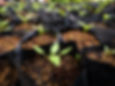 Seedlings-rice-hulls-AdobeStock_300364490.jpeg