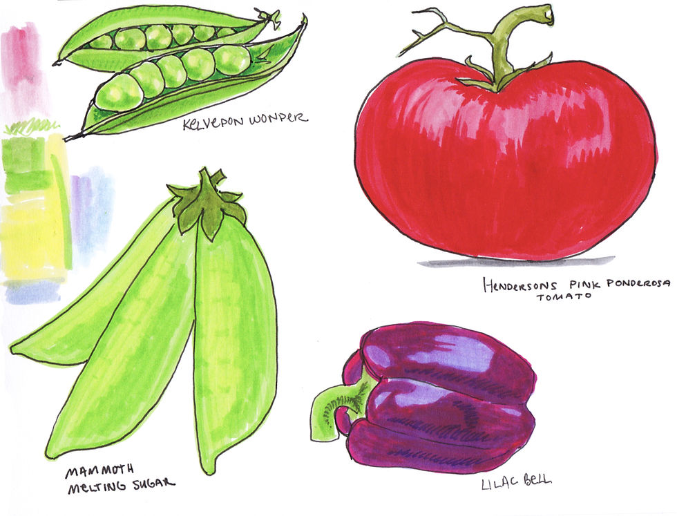 Vegetable Garden Illustration - Snap peas, Heirloom Tomatoes, Bell Peppers by Idelle Fisher