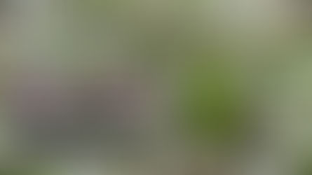 Blooms & Birds - Colorado Gardener's April 2026 E-Magazine