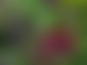 Say NO 🚨 to PFAS on CO public lands and YES to growing, eating, growing and legislating native plants!