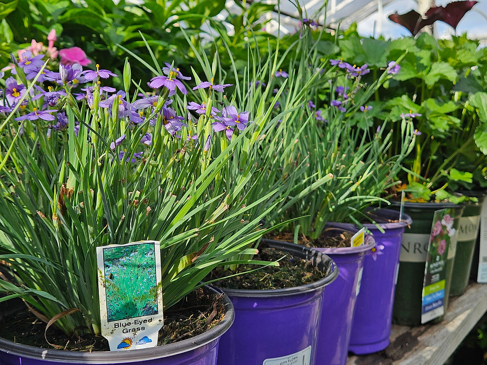 What's the difference between part sun and part shade?