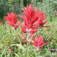 Paintbrush  (Castilleja miniata)