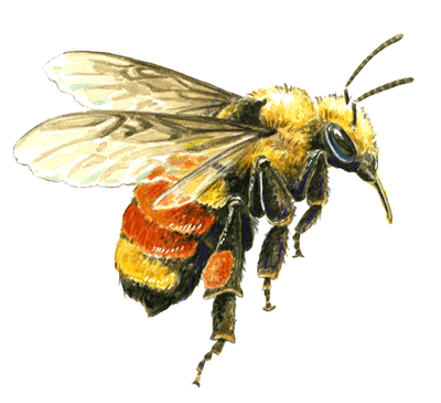Colorado Pollinator Month - Illustration of Bombus Huntii by Faith Williams Dyrsten