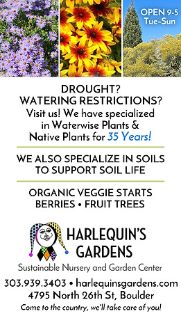 Harlequins-425x725-Banner-Ad-May2026-.jpg