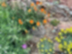Eve Reshetnik’s Longmont Garden in April