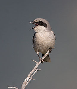Loggerhead Shrike - Photo bo Steve Ting