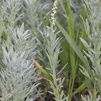 White Sagebrush  (Artemisia ludoviciana)