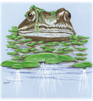 Reading Ancient Plants for Climate Solutions Today