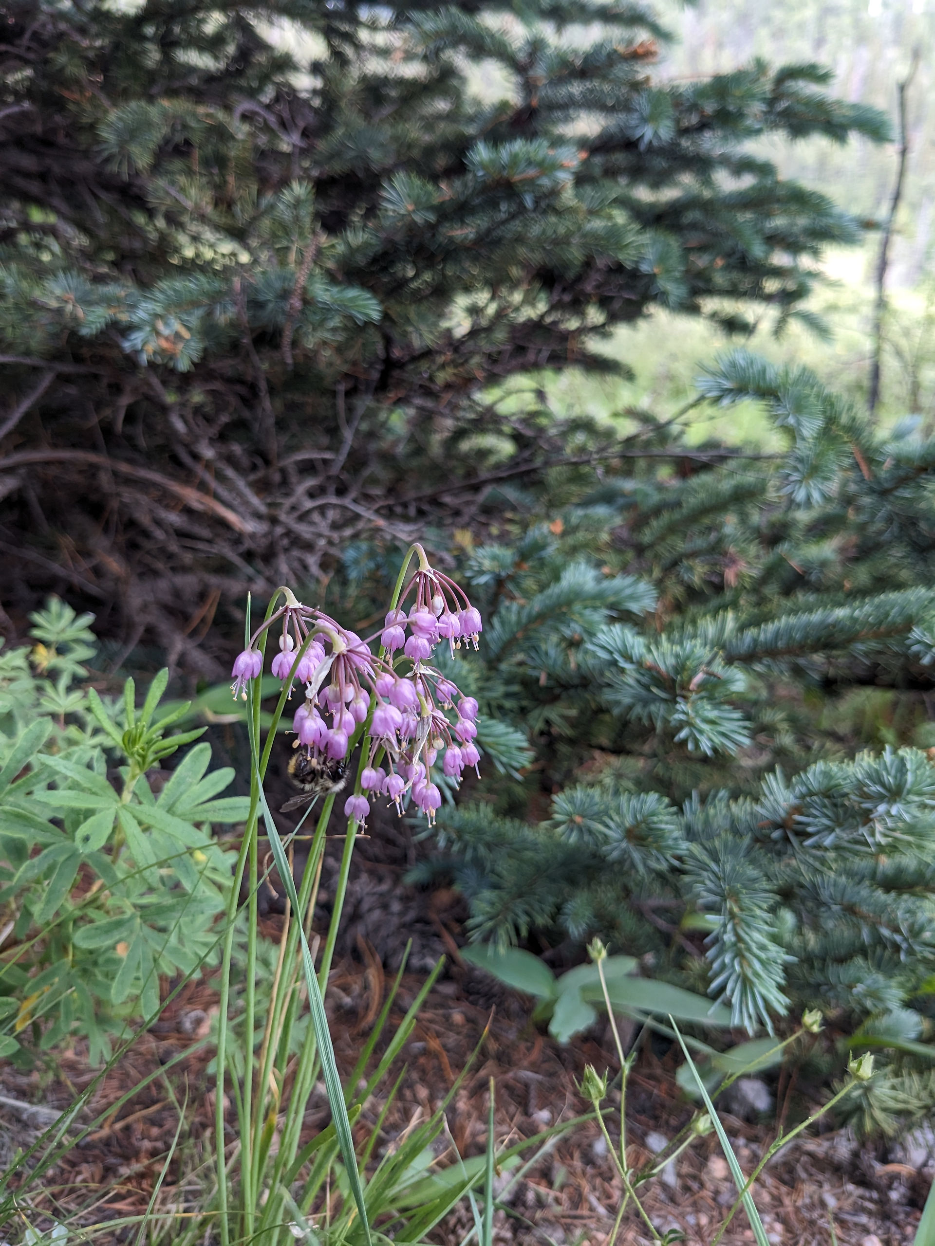 Edible Native Plants for Colorado
