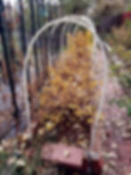 Honeyberries are very cold hardy shrubs also have pretty, golden fall color.