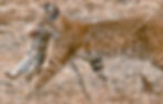 Photo Linda Tanner, Wikipedia Commons