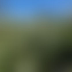 When to prune Lilacs