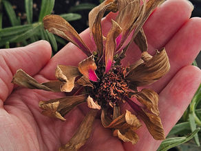 Q: Can I save flower seeds from my own garden and should I let some flowers reseed themselves? - Zinnia Seedhead