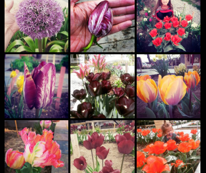 Instagram feed for Wix