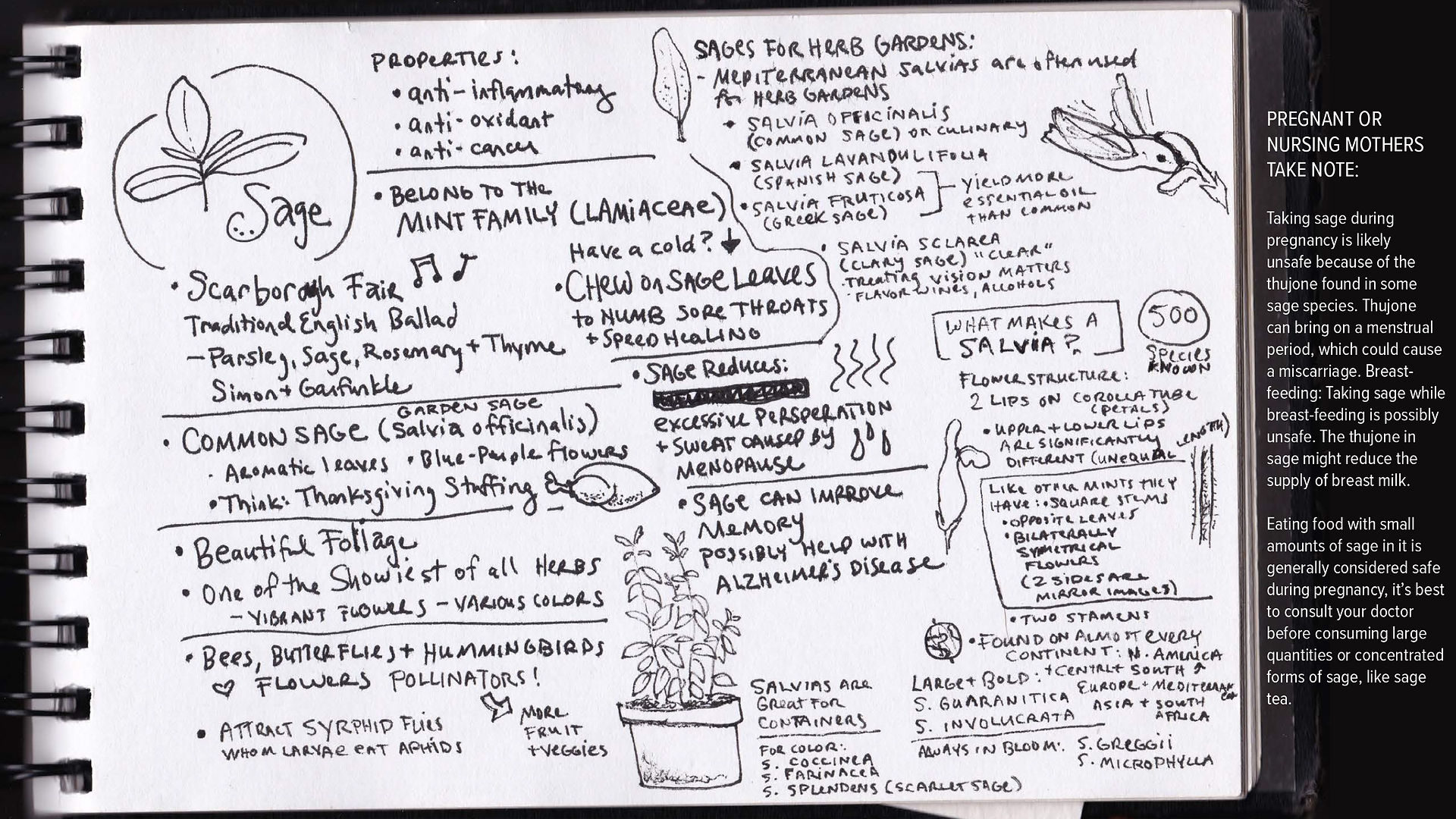 Sage / Salvia Presentation - Notes