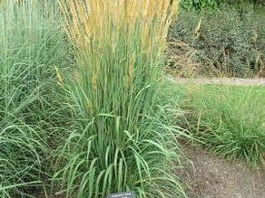 Yellow Indiangrass (Sorghastrum)