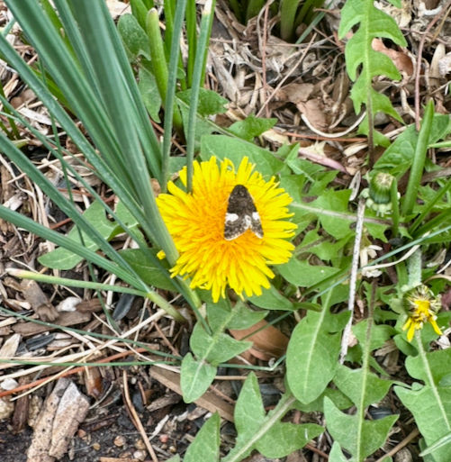 Dandelion with Moth