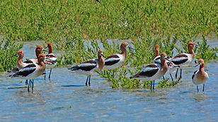 Kenneth-Johnston-american avocets 1920x1080.jpg