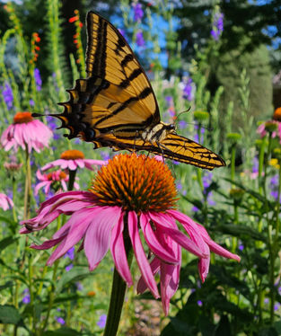 July 2024 Newsletter