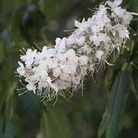 California Buckeye