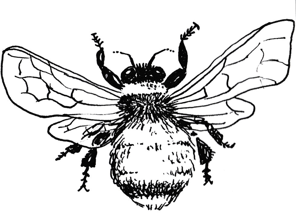Garden Illustrator - Bumblebee by Idelle Fisher