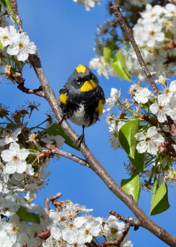 One Truckee River Bird Walk
