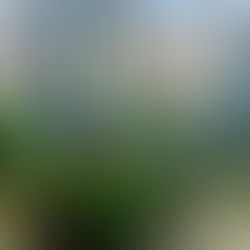 Bringing Succulents Indoors