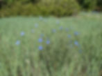 The Laura Smith Porter Plains Garden at DBG demonstrates a native prairie in late May, including blooming Blue flax (Linum lewisii), Blue Grama Grass (Bouteloua gracilis), Buffalo Grass (Buchloe dactyloides), other mixed-grasses and other wildflowers.