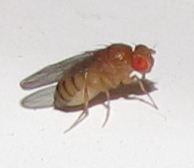 Drosophila