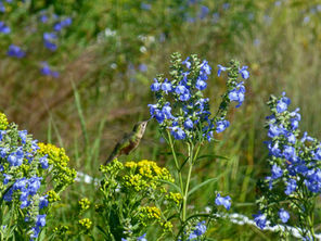 Gardening with Hummingbirds